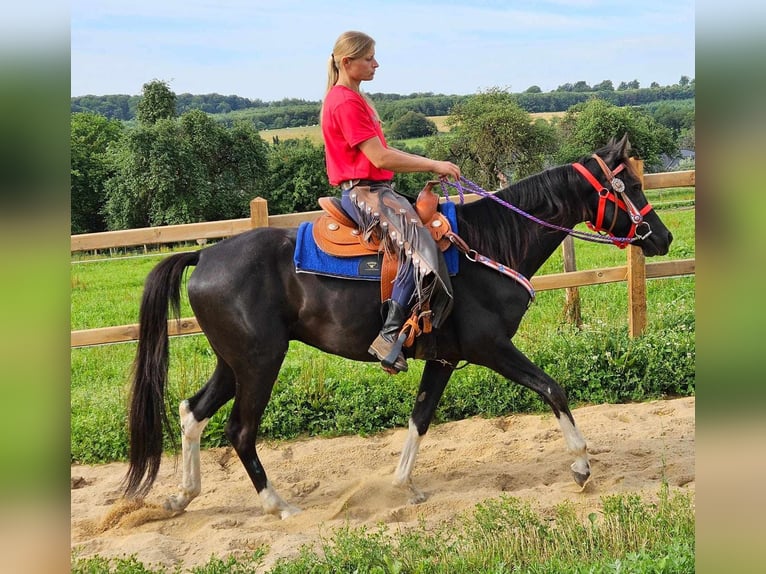 Andere Rassen Ruin 4 Jaar 153 cm Gevlekt-paard in Linkenbach