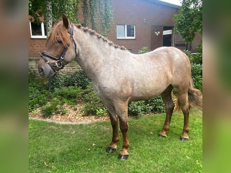 Andere Rassen Ruin 4 Jaar 153 cm Rood schimmel in Hopsten
