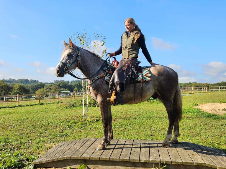 Andere Rassen Ruin 4 Jaar 153 cm Schimmel in Linkenbach