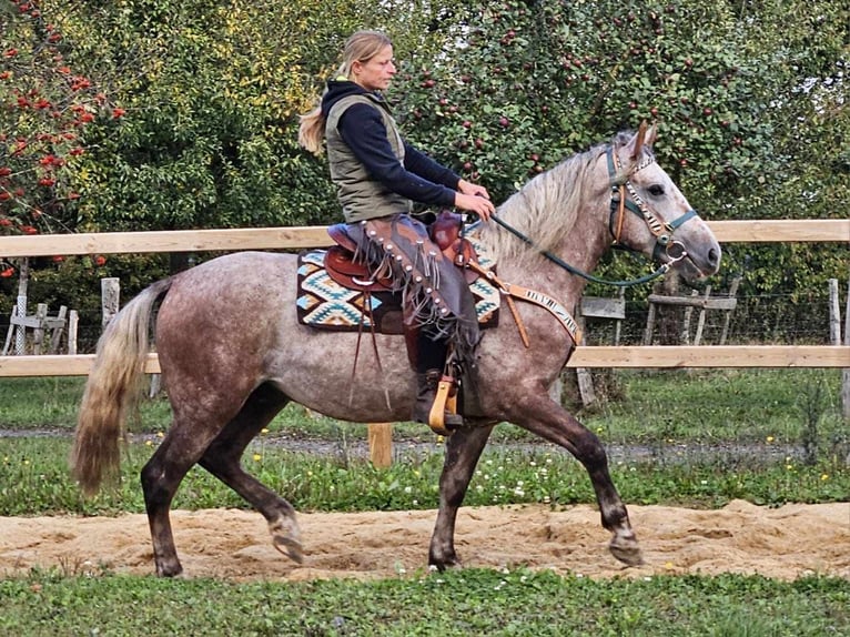 Andere Rassen Ruin 4 Jaar 154 cm Appelschimmel in Linkenbach