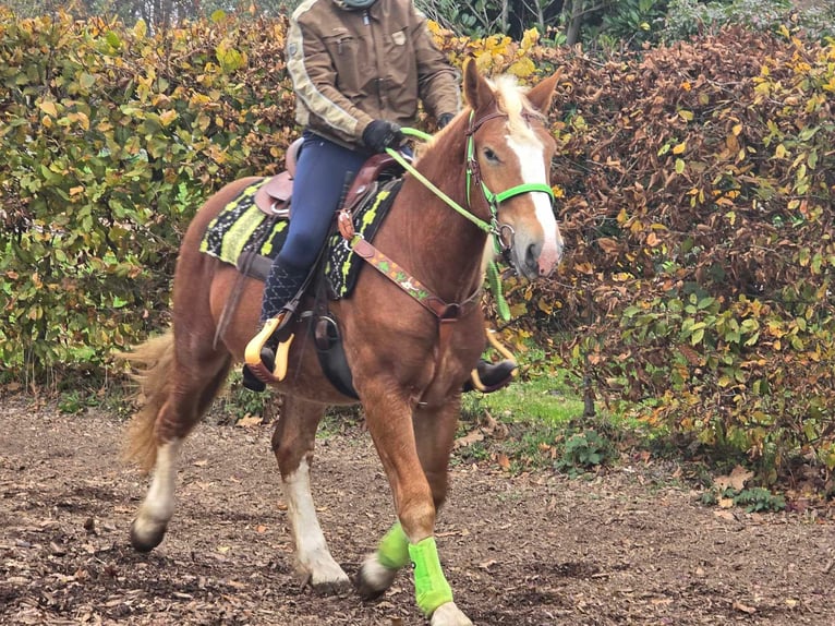 Andere Rassen Ruin 4 Jaar 154 cm Vos in Linkenbach