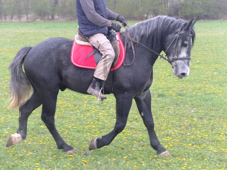 Andere Rassen Ruin 4 Jaar 154 cm Zwartschimmel in Buttstädt