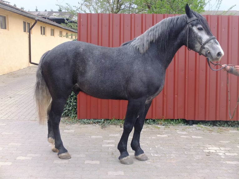 Andere Rassen Ruin 4 Jaar 154 cm Zwartschimmel in Buttstädt