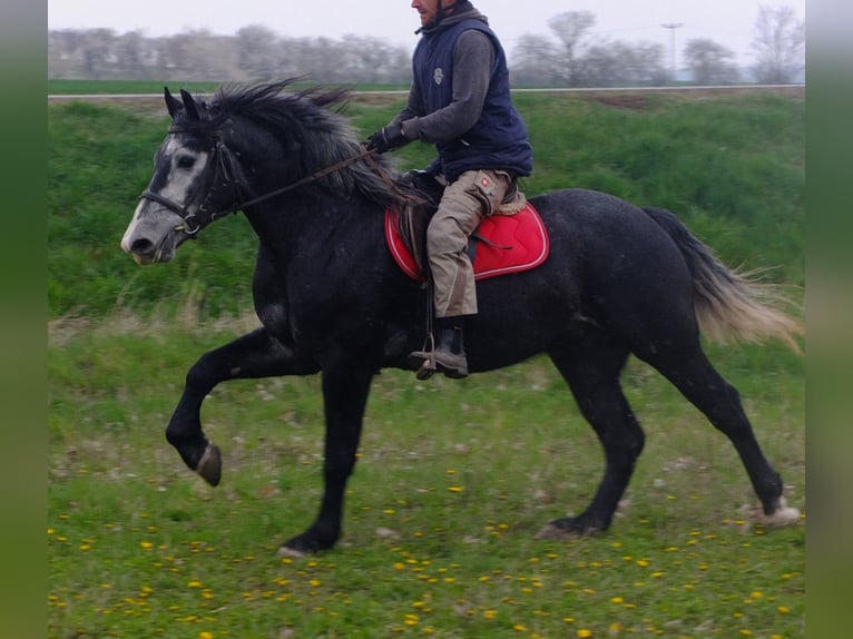 Andere Rassen Ruin 4 Jaar 154 cm Zwartschimmel in Buttstädt