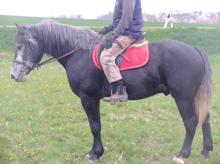 Andere Rassen Ruin 4 Jaar 154 cm Zwartschimmel in Buttstädt