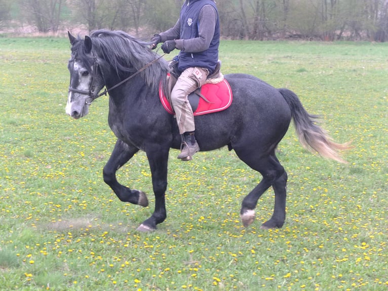 Andere Rassen Ruin 4 Jaar 154 cm Zwartschimmel in Buttstädt