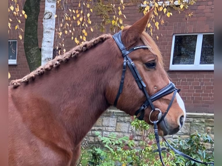 Andere Rassen Ruin 4 Jaar 155 cm Vos in Hopsten