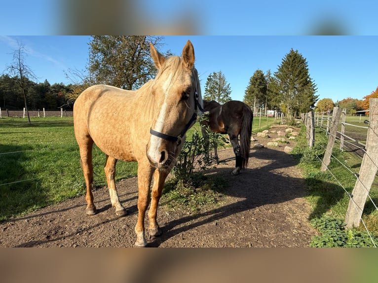 Andere Rassen Ruin 4 Jaar 158 cm Palomino in Soltau