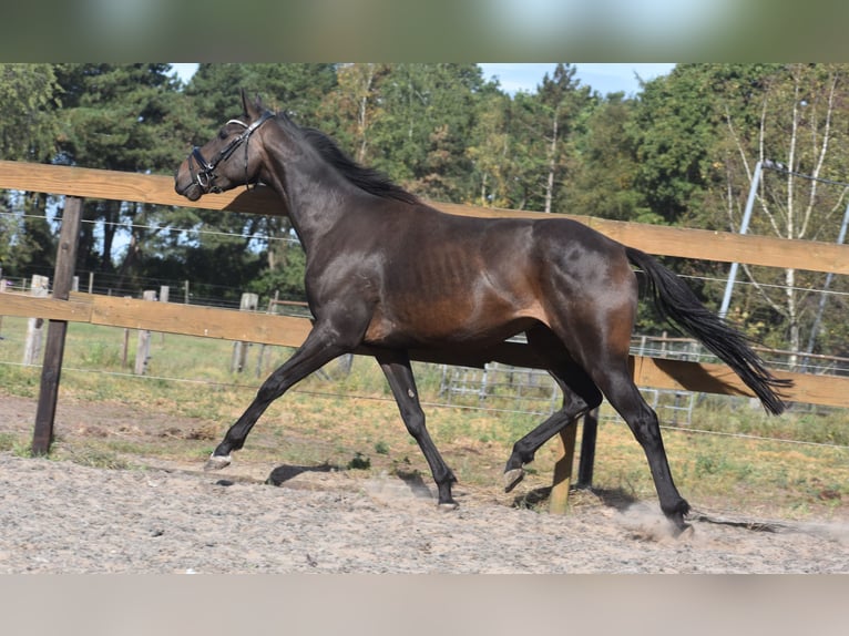 Andere Rassen Ruin 4 Jaar 158 cm Zwart in Achtmaal