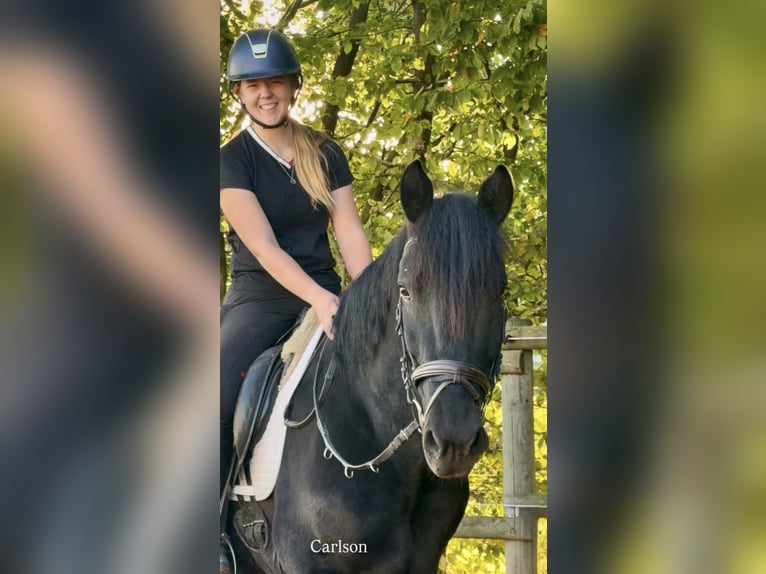 Andere Rassen Ruin 4 Jaar 159 cm Zwart in Bünde
