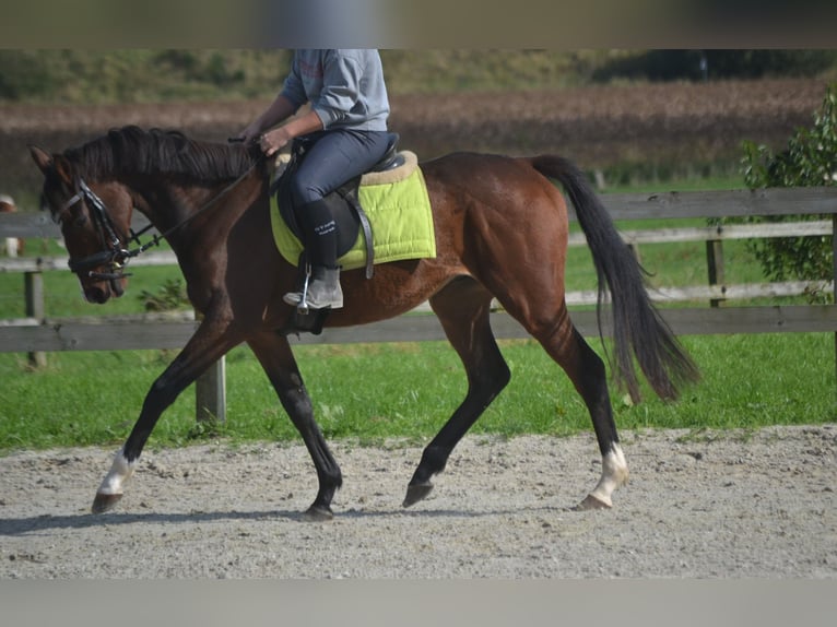 Andere Rassen Ruin 4 Jaar 160 cm Bruin in Wuustwezel