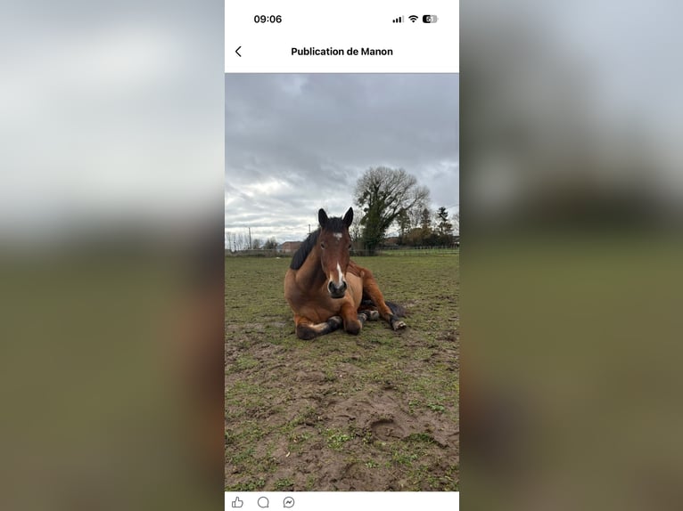 Andere Rassen Ruin 4 Jaar 160 cm Roodbruin in Hampigny