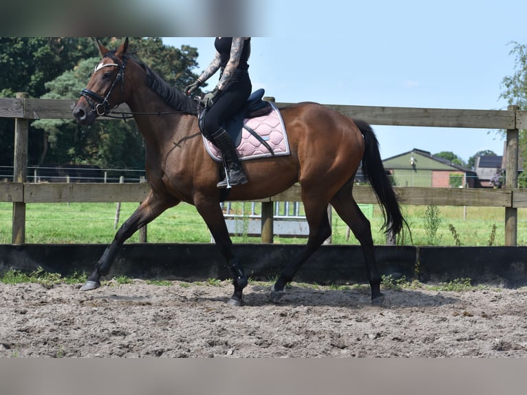 Andere Rassen Ruin 4 Jaar 162 cm Donkerbruin in Achtmaal