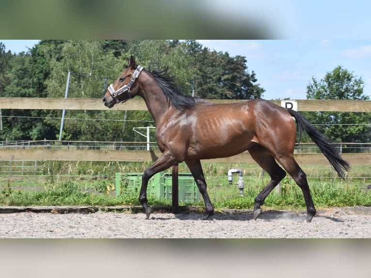 Andere Rassen Ruin 4 Jaar 162 cm Donkerbruin in Achtmaal