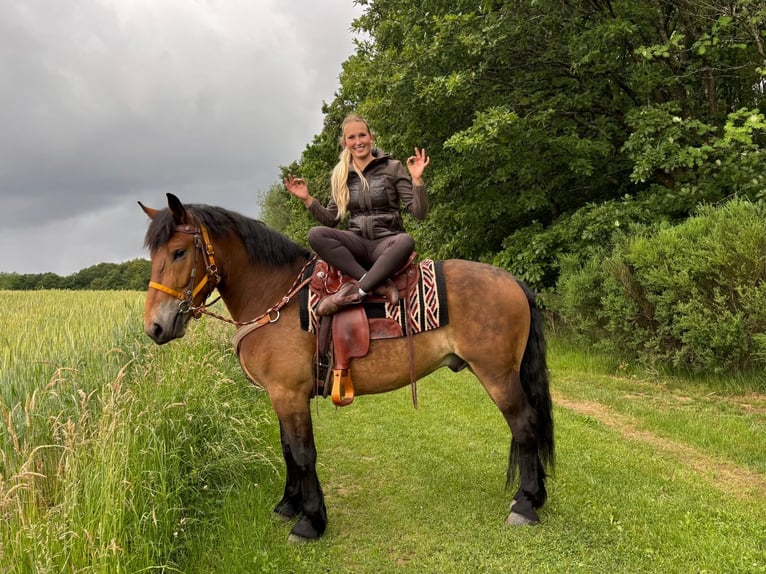 Andere Rassen Ruin 4 Jaar 163 cm Bruin in Linkenbach