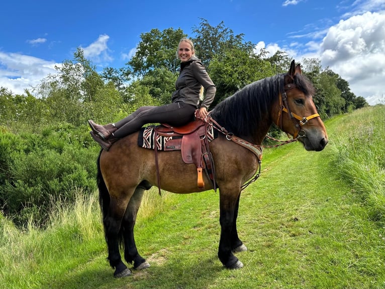 Andere Rassen Ruin 4 Jaar 163 cm Bruin in Linkenbach