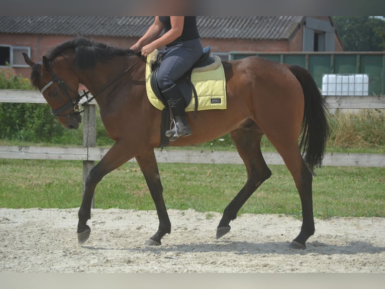 Andere Rassen Ruin 4 Jaar 164 cm Bruin in Breda