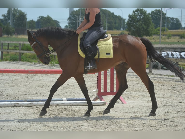 Andere Rassen Ruin 4 Jaar 164 cm Bruin in Breda
