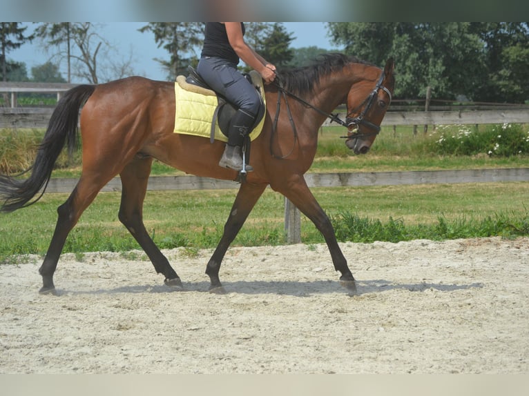 Andere Rassen Ruin 4 Jaar 164 cm Bruin in Breda