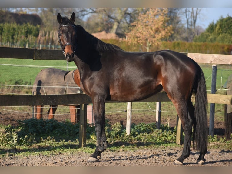 Andere Rassen Ruin 4 Jaar 165 cm Donkerbruin in Achtmaal