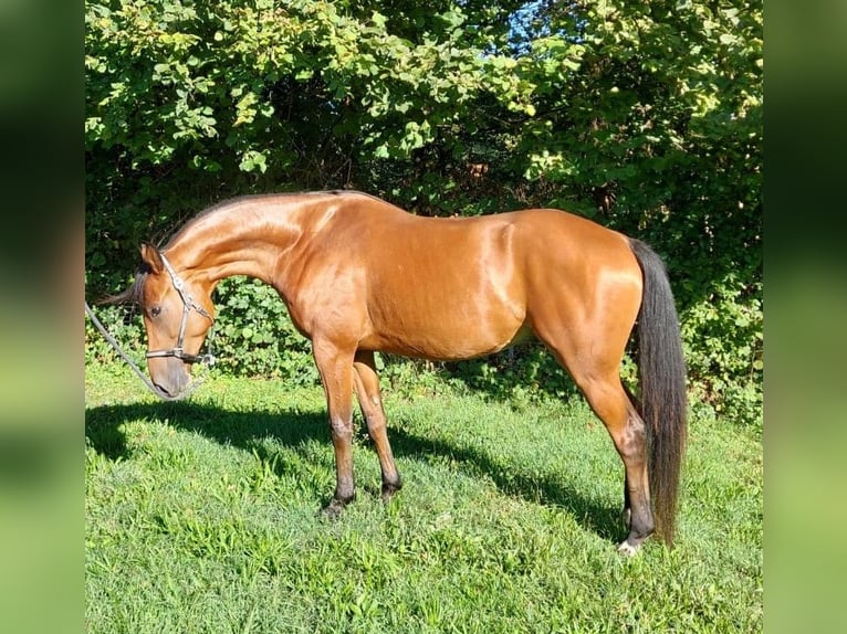 Andere Rassen Ruin 4 Jaar 165 cm Donkere-vos in Gamlitz