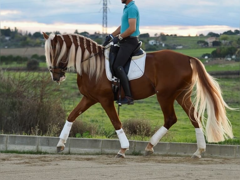 Andere Rassen Mix Ruin 4 Jaar 167 cm Palomino in Navas Del Madroño