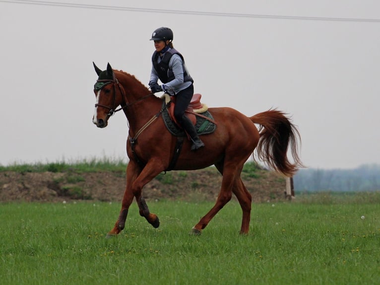 Andere Rassen Ruin 4 Jaar 168 cm Vos in Pér