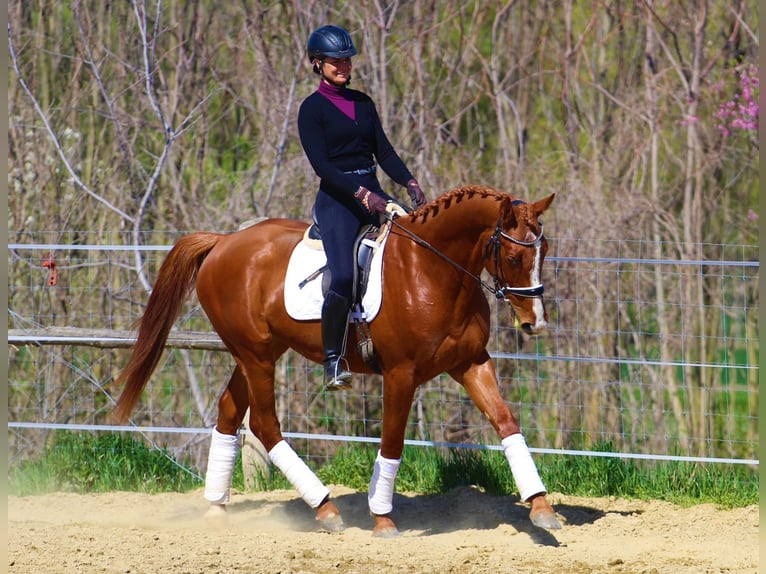 Andere Rassen Ruin 4 Jaar 168 cm Vos in Pér