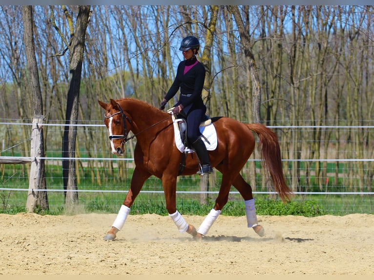 Andere Rassen Ruin 4 Jaar 168 cm Vos in Pér