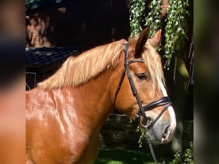 Andere Rassen Ruin 4 Jaar 168 cm Vos in Hopsten