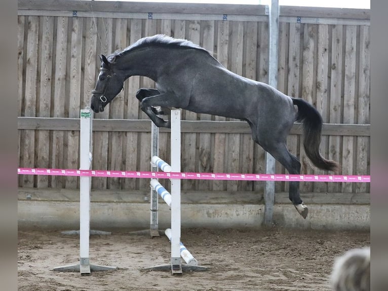 Andere Rassen Ruin 4 Jaar 170 cm Schimmel in Kalmaru