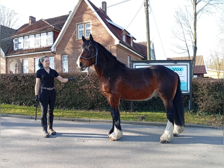 Andere Rassen Ruin 4 Jaar 173 cm Donkerbruin in Eggermühlen