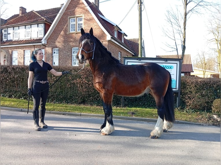 Andere Rassen Ruin 4 Jaar 173 cm Donkerbruin in Eggermühlen