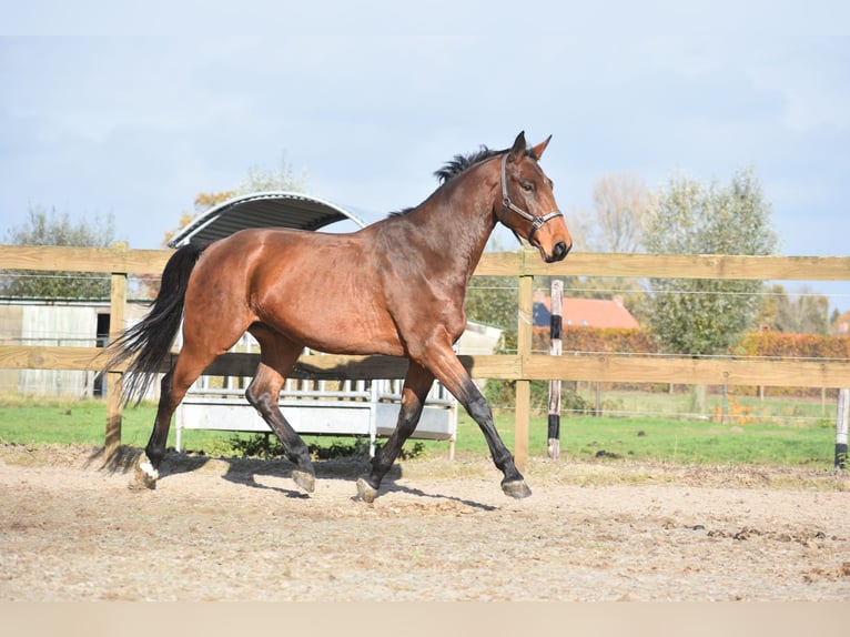 Andere Rassen Ruin 4 Jaar 175 cm Bruin in Achtmaal