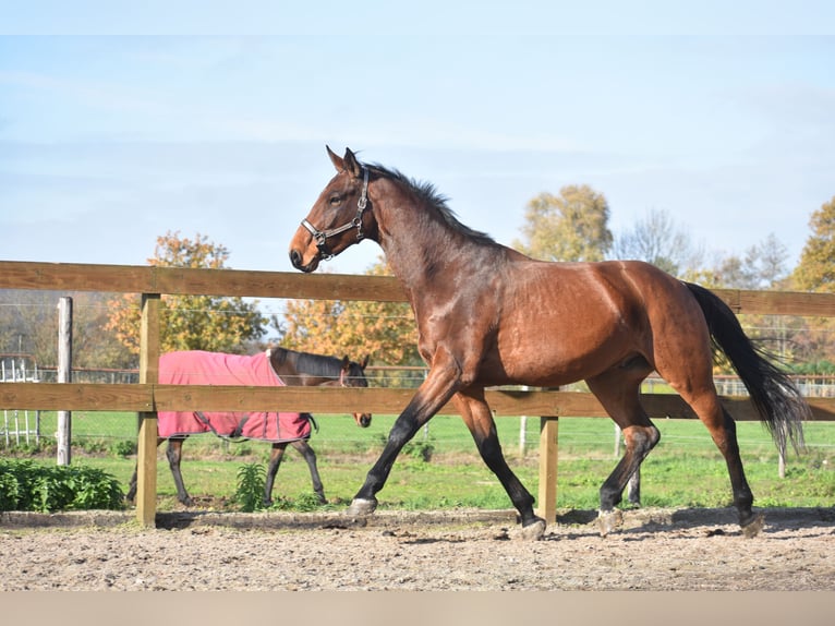 Andere Rassen Ruin 4 Jaar 175 cm Bruin in Achtmaal