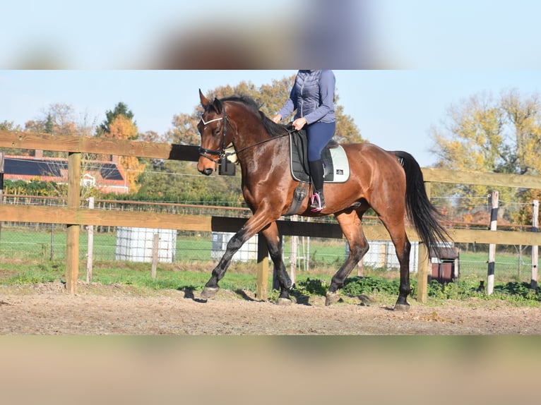 Andere Rassen Ruin 4 Jaar 175 cm Bruin in Achtmaal