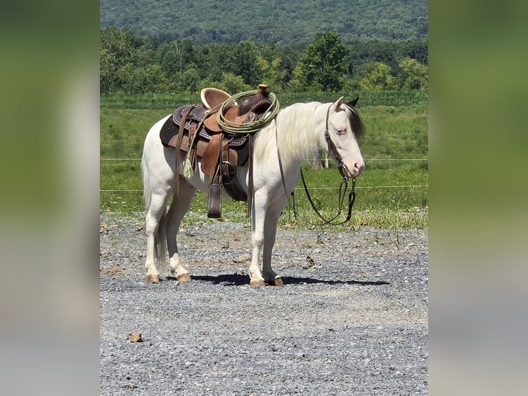 Andere Rassen Ruin 5 Jaar 102 cm Gevlekt-paard in Allenwood