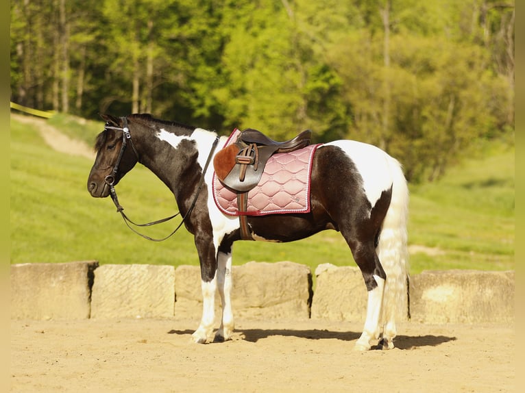 Andere Rassen Ruin 5 Jaar 132 cm Gevlekt-paard in Millersburg