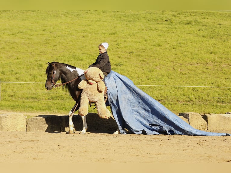 Andere Rassen Ruin 5 Jaar 132 cm Gevlekt-paard in Millersburg