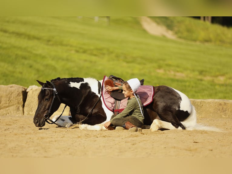 Andere Rassen Ruin 5 Jaar 132 cm Gevlekt-paard in Millersburg