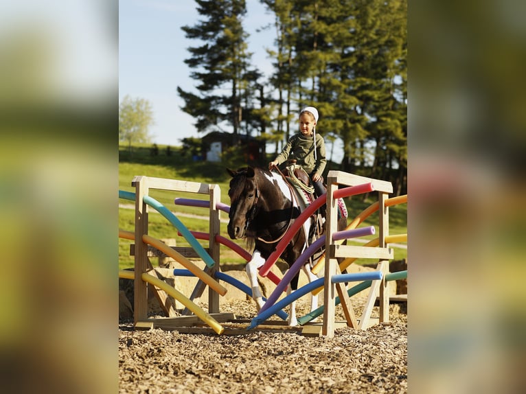 Andere Rassen Ruin 5 Jaar 132 cm Gevlekt-paard in Millersburg