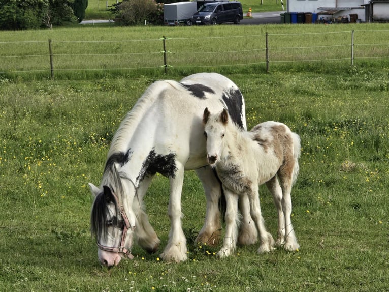 Andere Rassen Ruin 5 Jaar 135 cm Gevlekt-paard in Linkenbach