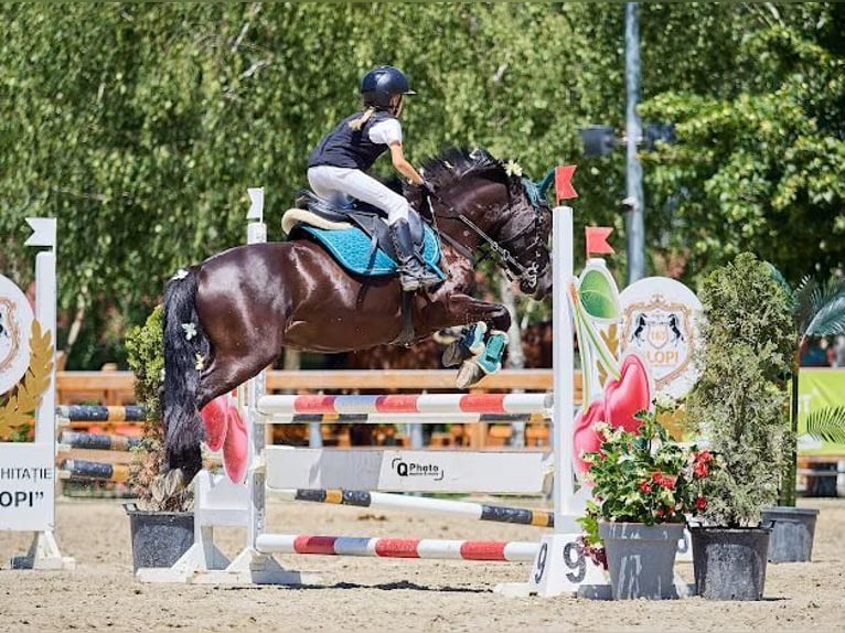 Andere Rassen Ruin 5 Jaar 139 cm Zwartbruin in Braşov