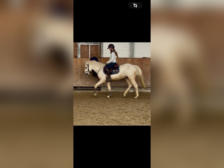 Andere Rassen Ruin 5 Jaar 146 cm Cremello in Grevenbroich