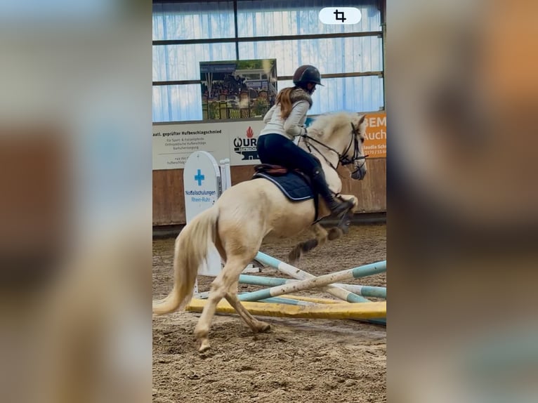 Andere Rassen Ruin 5 Jaar 146 cm Cremello in Grevenbroich