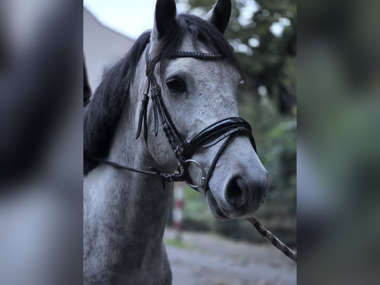 Andere Rassen Ruin 5 Jaar 146 cm Schimmel in Essen
