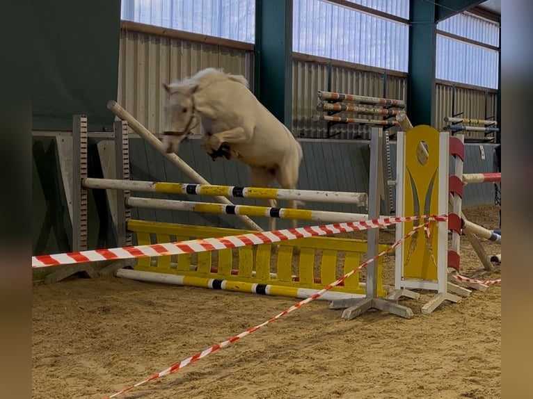 Andere Rassen Ruin 5 Jaar 147 cm Palomino in Bad Zwischenahn