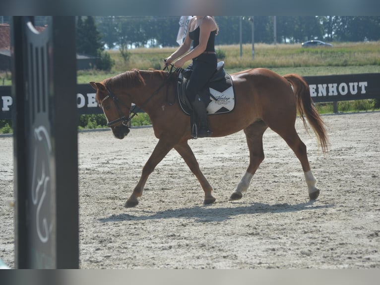 Andere Rassen Ruin 5 Jaar 147 cm Vos in Breda