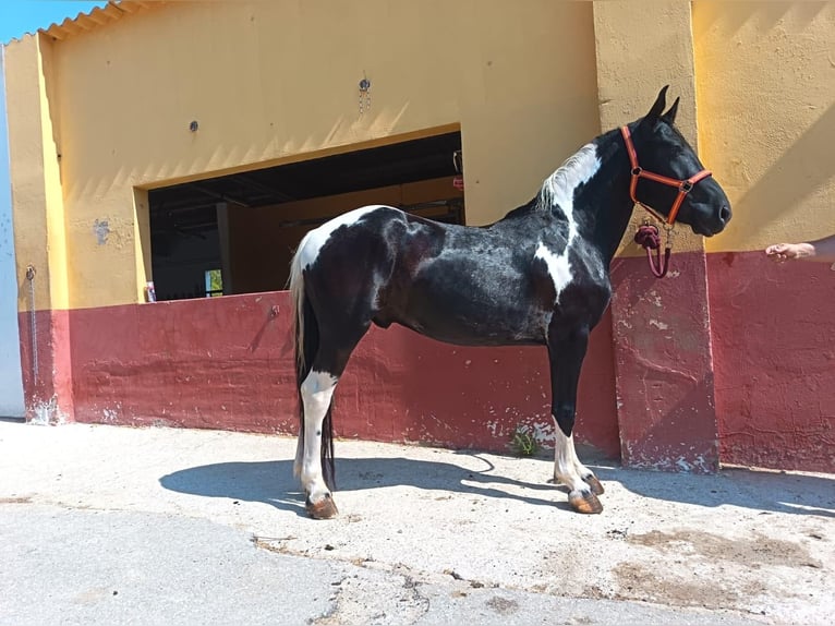 Andere Rassen Ruin 5 Jaar 148 cm Gevlekt-paard in Terrassa