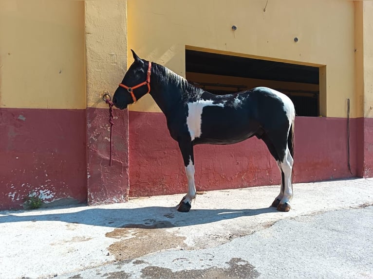 Andere Rassen Ruin 5 Jaar 148 cm Gevlekt-paard in Terrassa